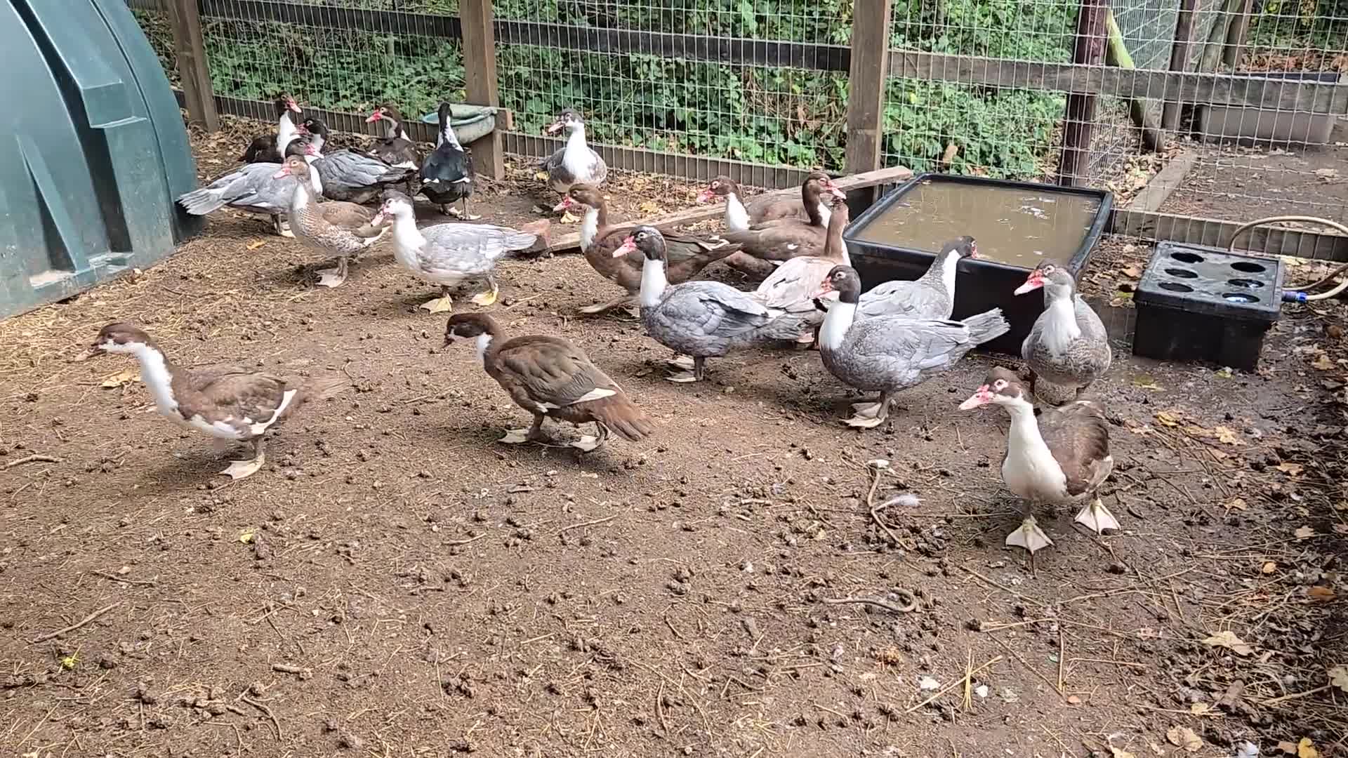Ducks poultry for sale: Adult Muscovy Ducks Males and Females  - Video 1