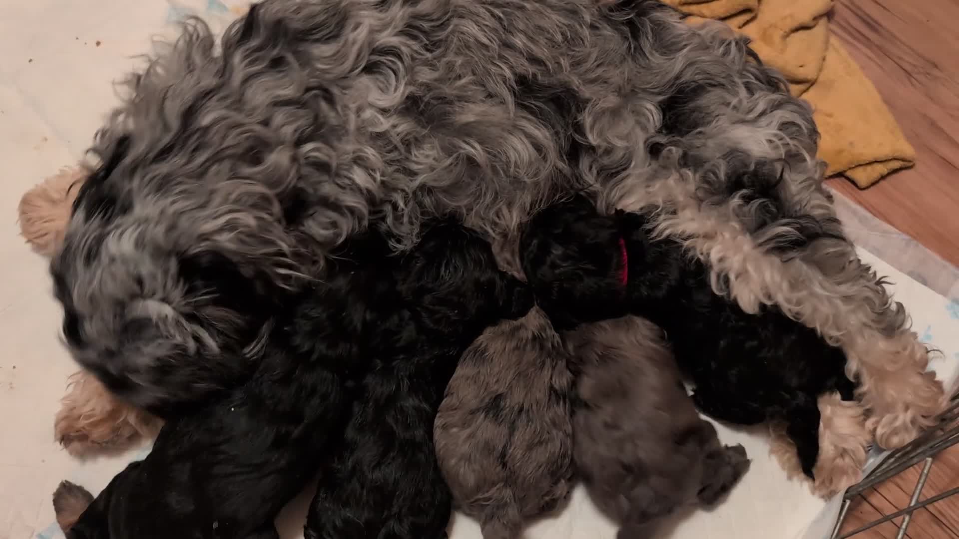 Cockapoo dogs for sale: F2b cockapoo pups Super Cute. Health test parents - Video 2