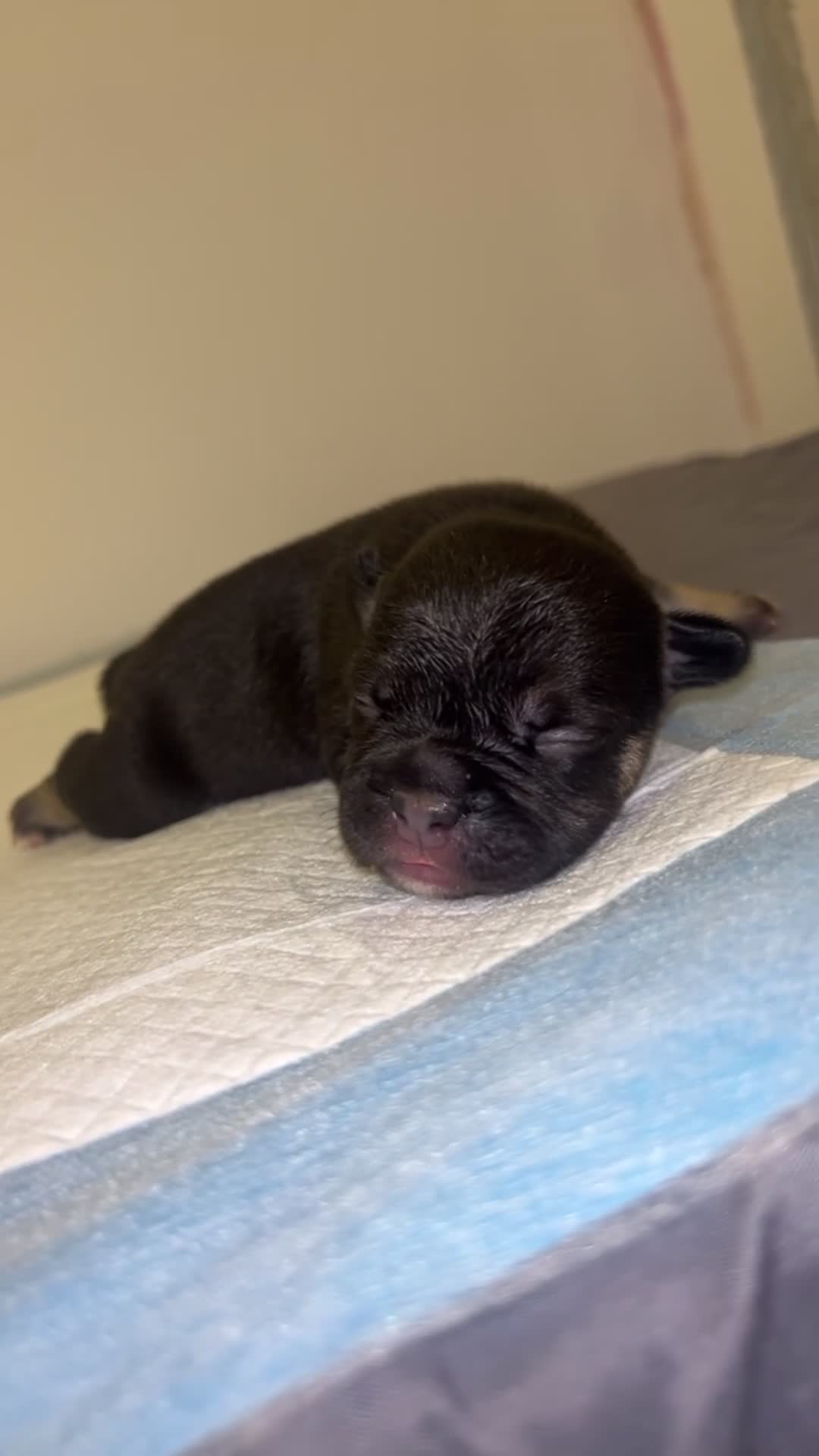 French Bulldog dogs for sale: DWKC French Bulldogs - Video 4