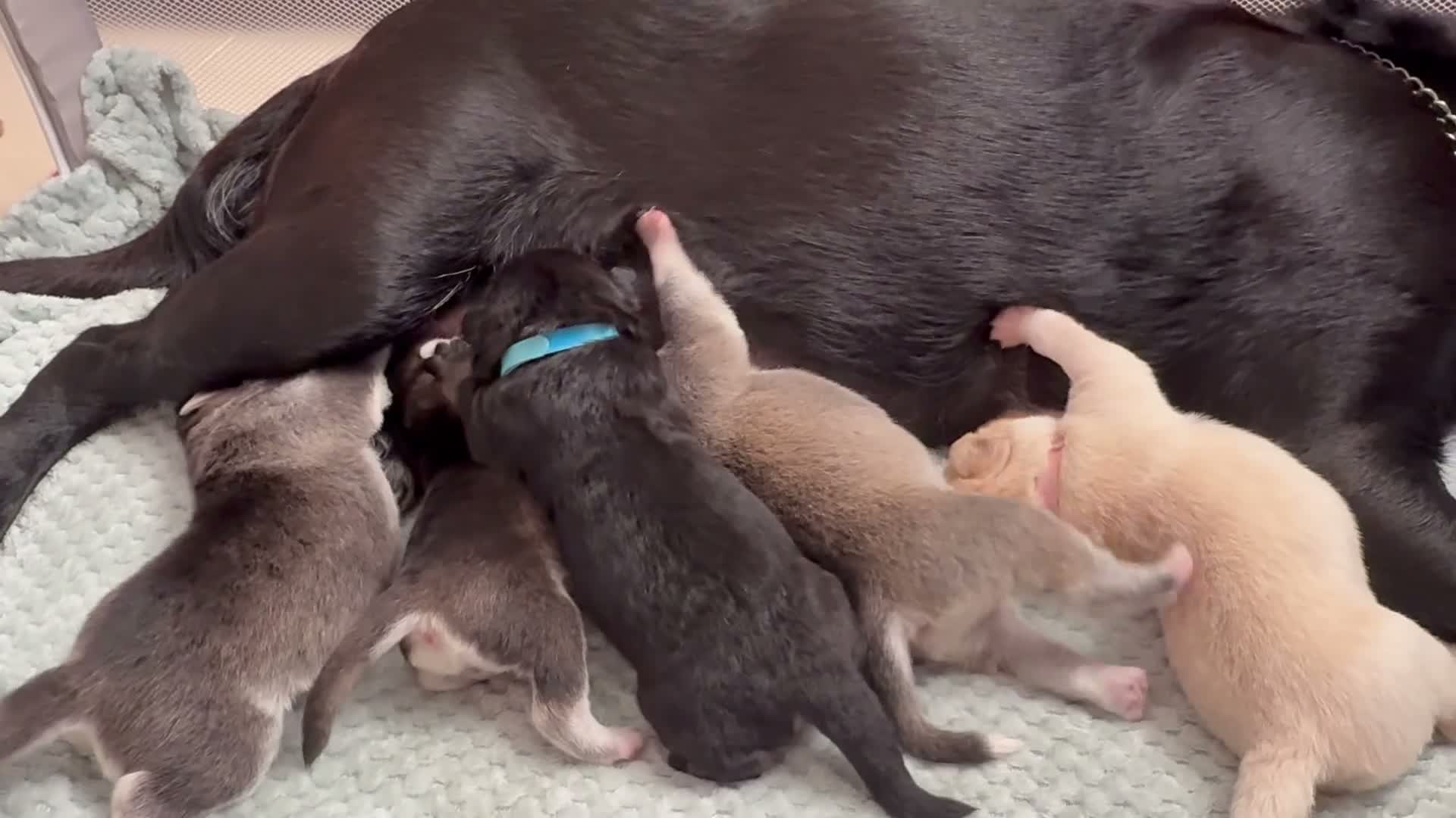 Mixed Breed dogs for sale: Labrador x Husky  - Video 4