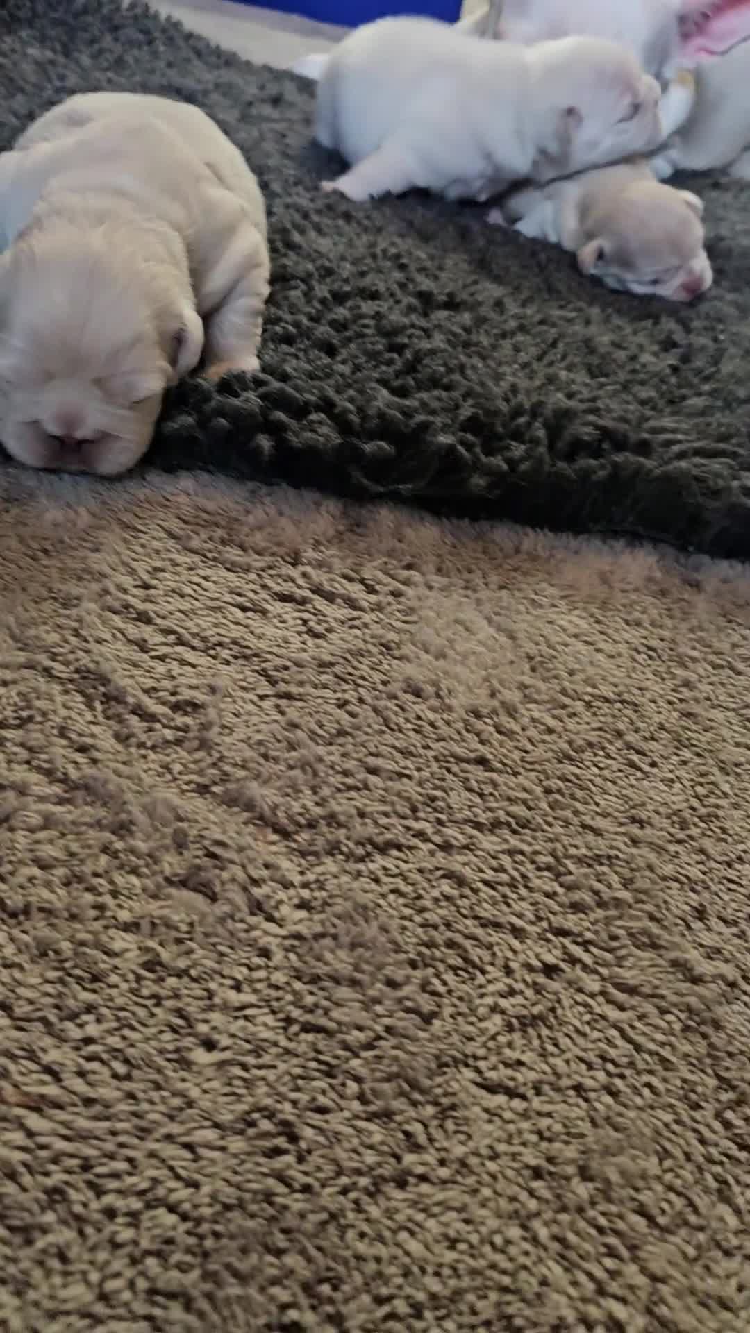 French Bulldog dogs for sale: French bulldogs Ready 8/06/26 - Video 1