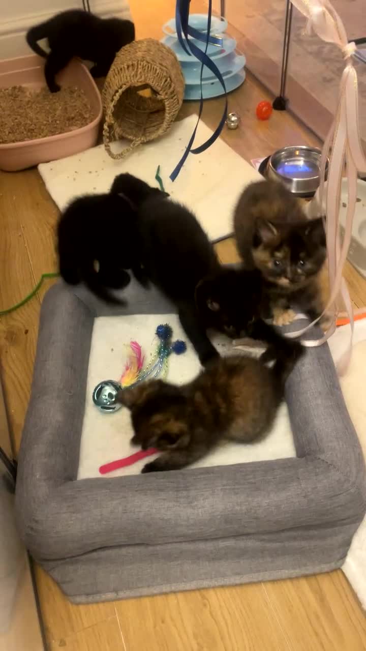 Ragdoll cats for sale: Ragdoll cross with British shorthair  in Newcastle upon Tyne - Video 4