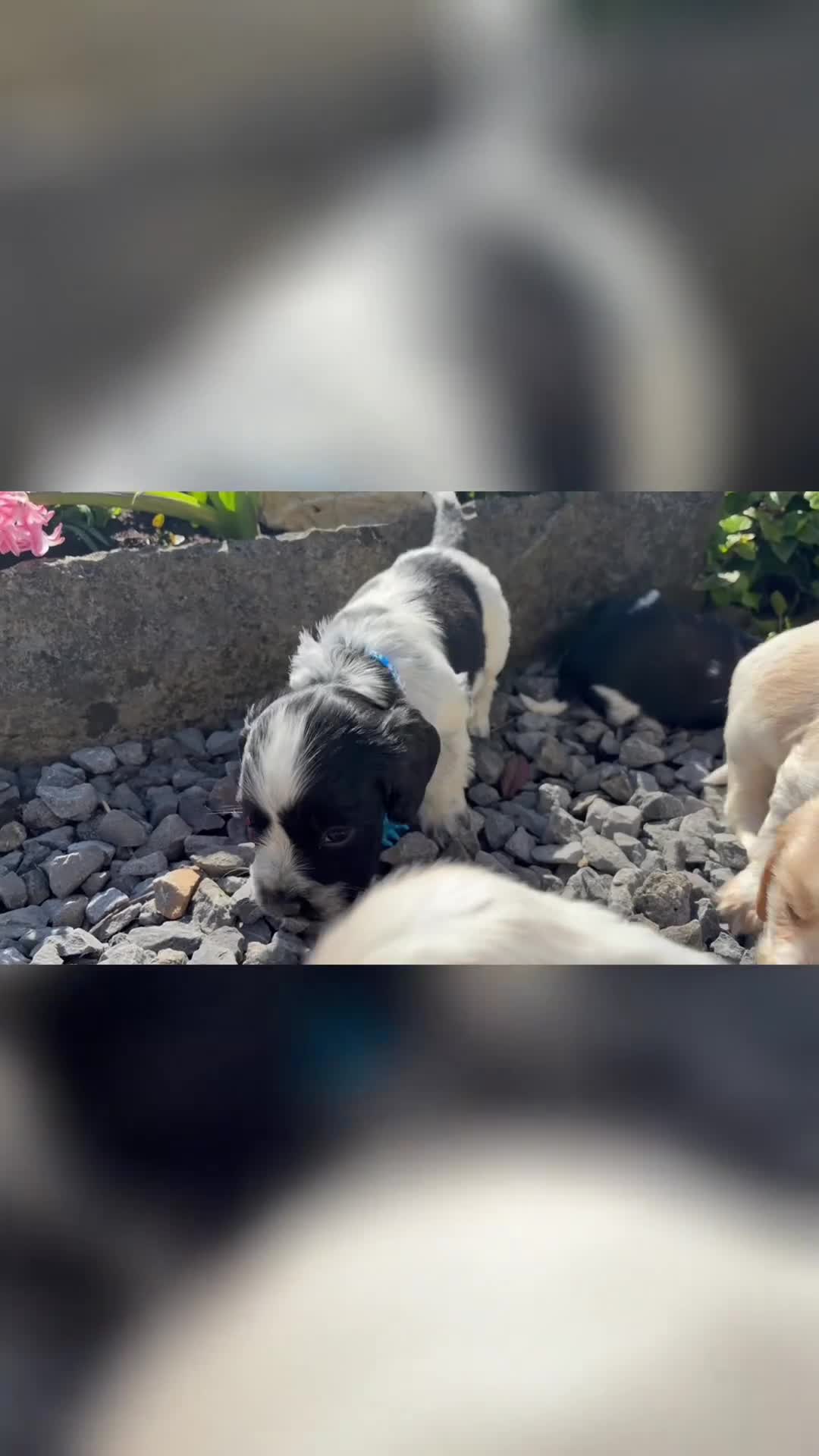 Cocker Spaniel dogs for sale: Handsome & Cute Cocker Spaniel Puppies-DAD TESTED - Video 1