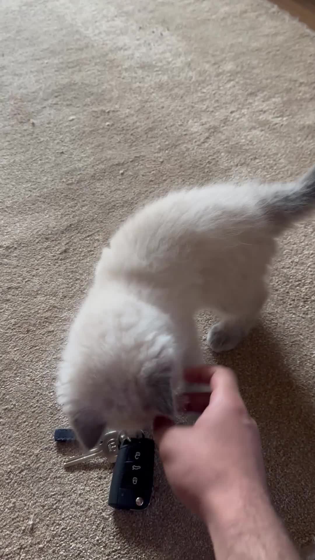 Ragdoll cats for sale: Beautiful ragdoll for sale last one  - Video 2