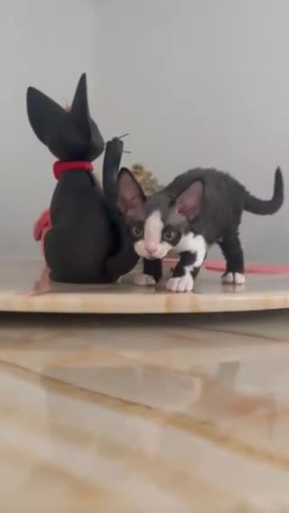 Devon Rex cats for sale: 標題可以是：  Adorable Kittens Looking for Loving Homes - Video 1
