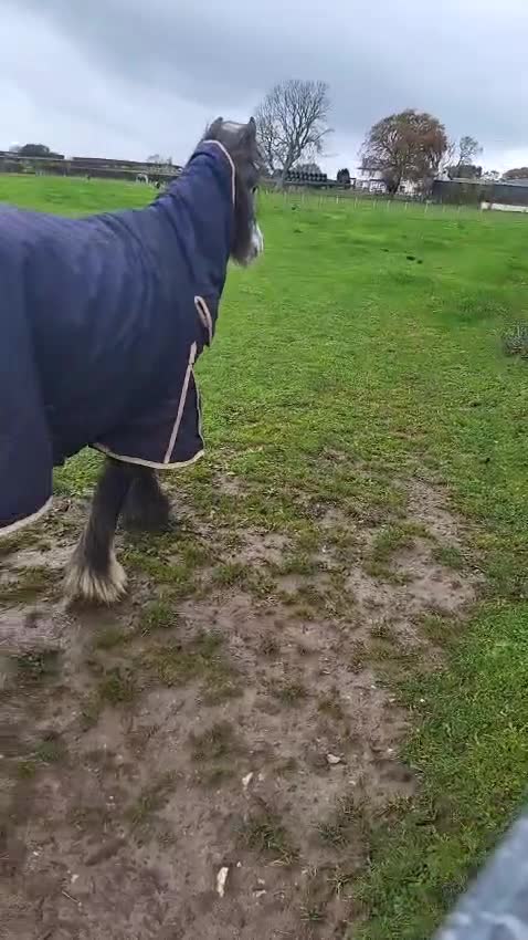 Riding pony horses for sale: Willow - Video 1