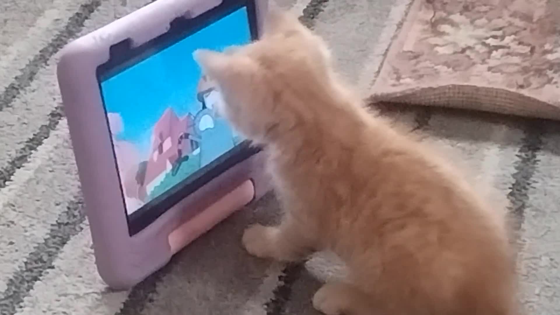 British Shorthair cats for sale: Cute and playful ginger boy  - Video 2