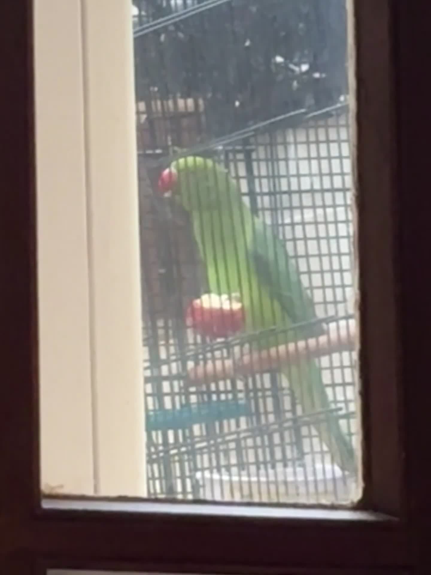 Ringnecks birds for sale: Two Beautiful Green Ringneck Parrots  - Video 1