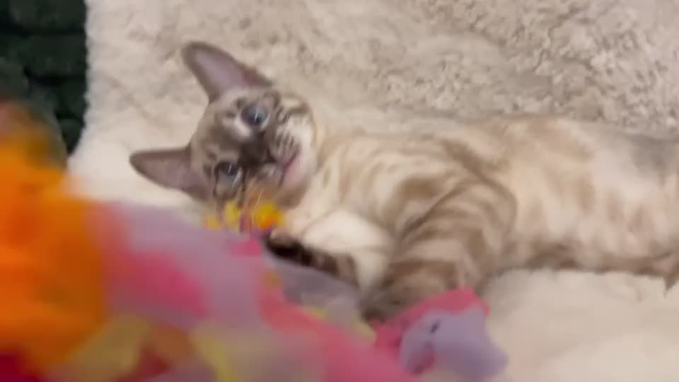 Bengal cats for sale: ⭐️ blue eyed snow lynx charcole female bengal ⭐️ - Video 3