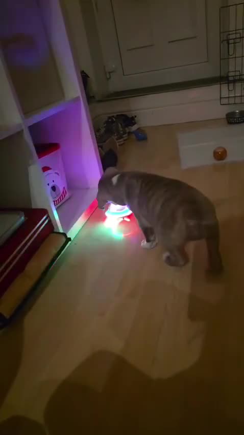 Mixed Breed dogs for sale: Cane Corso X American Staffordshire in London - Video 2