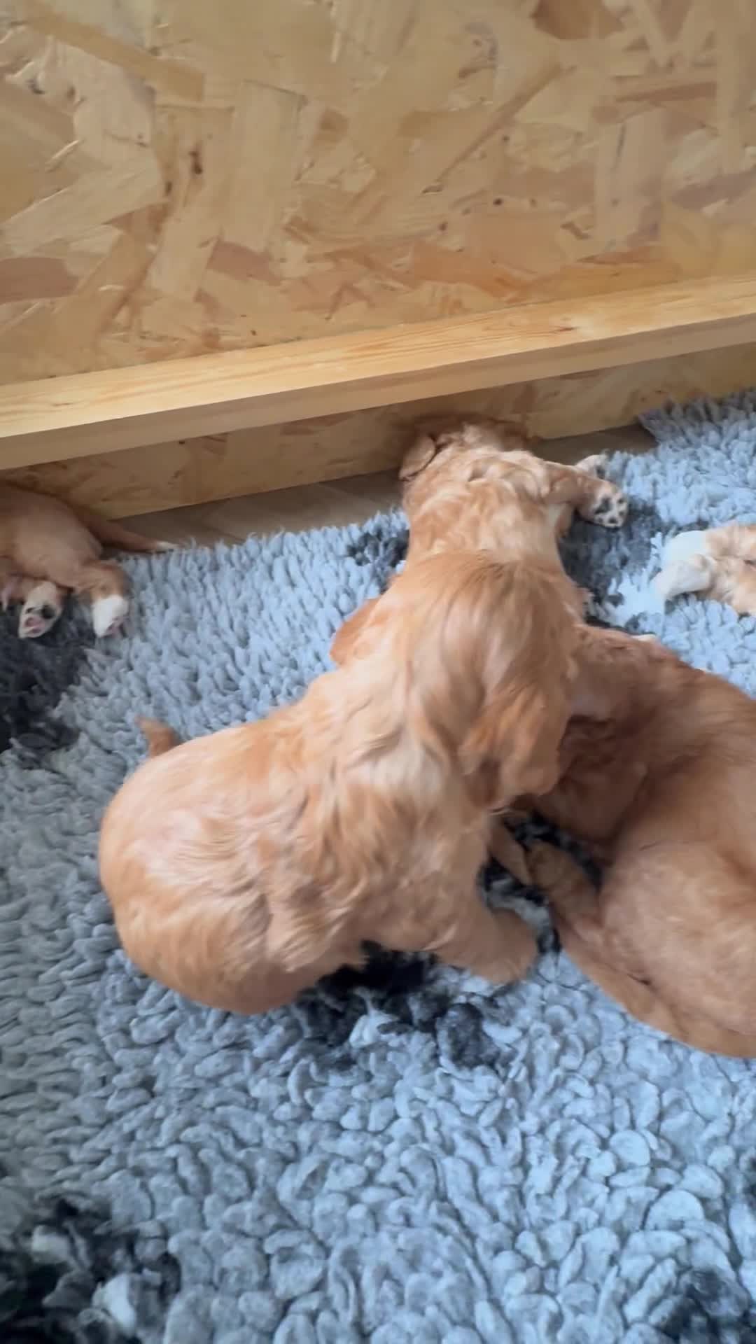 Cockapoo dogs for sale: Extensively Health Tested Parents! Beautiful! - Video 1