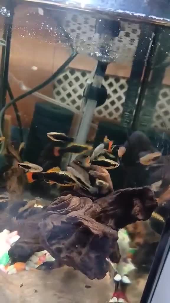 Platies fish for sale: Tuxedo platys - Video 1
