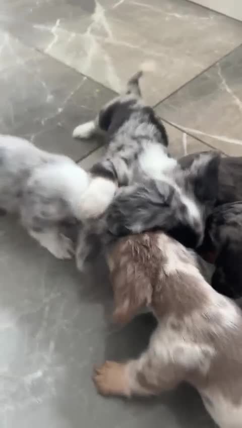 Miniature Dachshund dogs for sale: Beautiful Daches  - Video 1