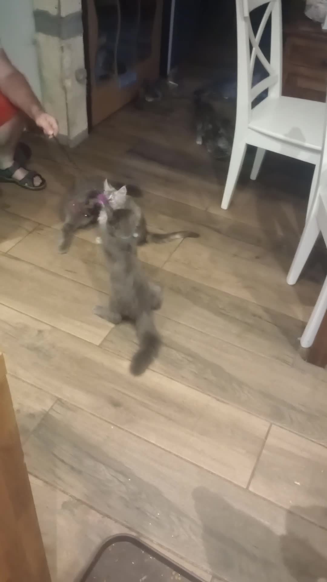 Maine Coon cats for sale: Maine coon purebred pedigre xl in Barnsley - Video 3