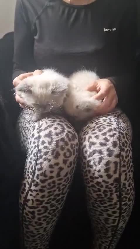 Ragdoll cats for sale:  FIFe Registered Ragdoll Kittens Champion Line - Video 1