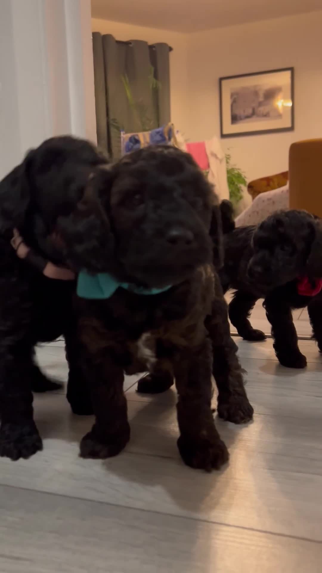 Mini Goldendoodle dogs for sale: A Bundle of Joy F1BB Mini Goldendoodle - Video 3