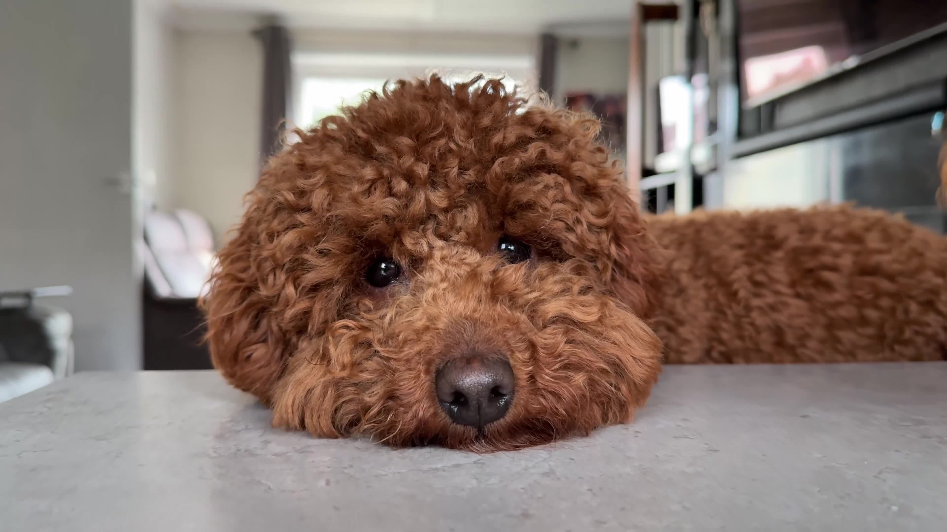 Miniature Poodle dogs for sale: Miniature/toy poodle 1 year old boy (Otis)  - Video 3