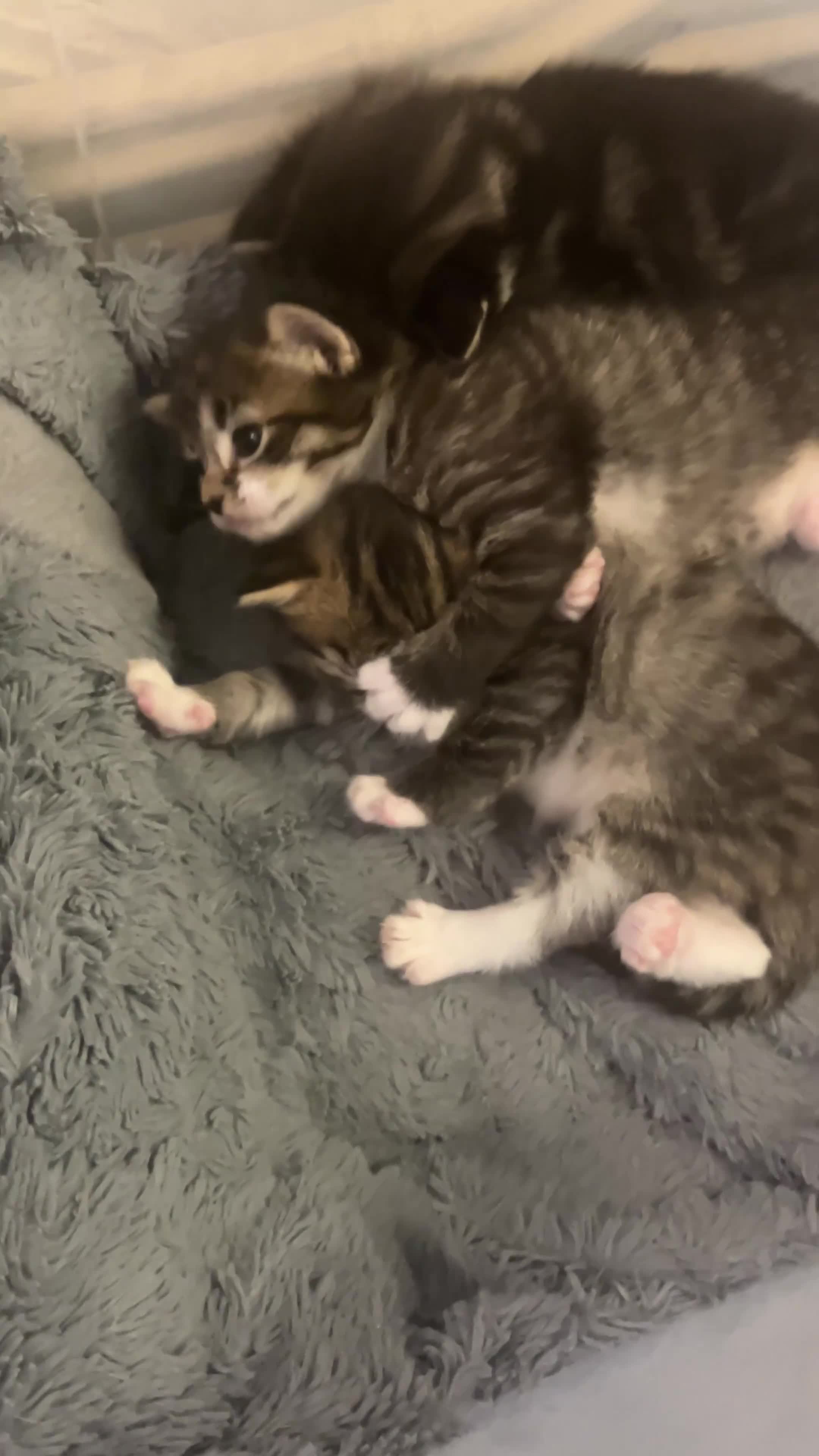 Mixed Breed cats for sale: 3 Healthy, Playful Kittens  - Video 2