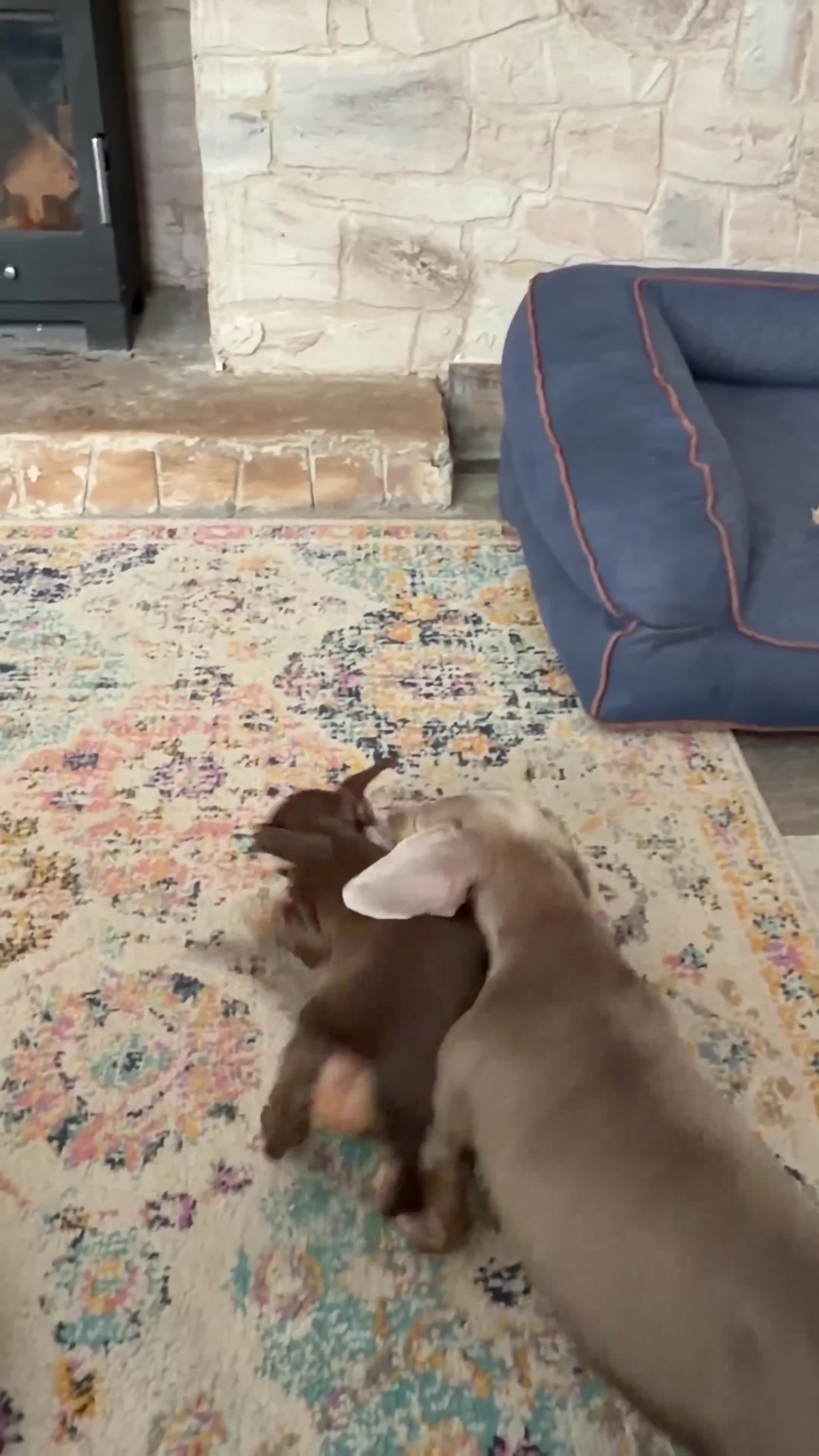 Miniature Dachshund dogs for sale: 🐾 Just One Beautiful Puppy Left! 🐾 - Video 3