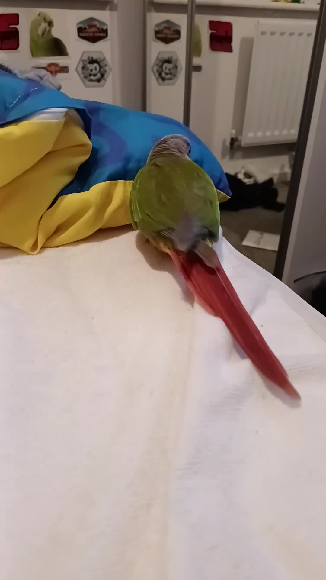 Conures birds for sale: Pineapple conure  - Video 1