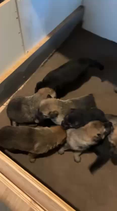 German Shepherd dogs for sale: German sheperd litter of 9 puppies  - Video 2