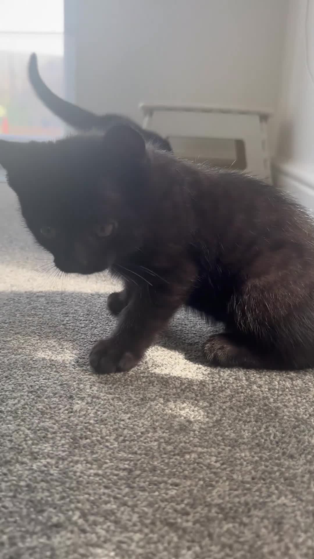 Mixed Breed cats for sale: Scottish fold X  - Video 1