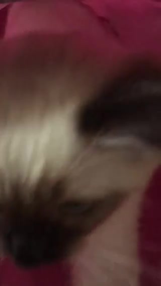 Ragdoll cats for sale:  Ragdoll  Kittens HCM and PKD clear. Ready Now - Video 3