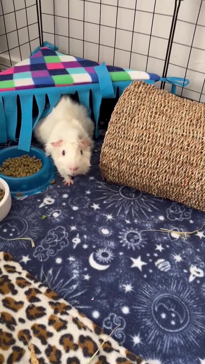 Guinea Pig rodents for sale: Arthur and Leon  - Video 1