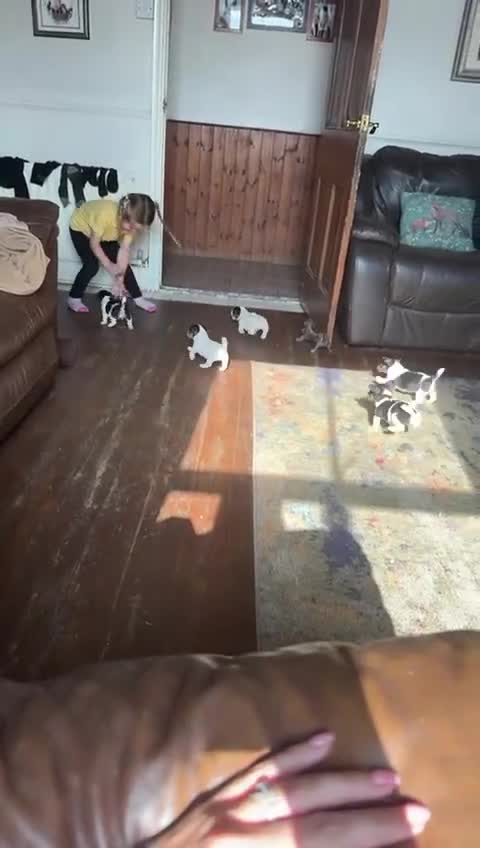 Jack Russell dogs for sale: Jack Russell puppies - Video 1
