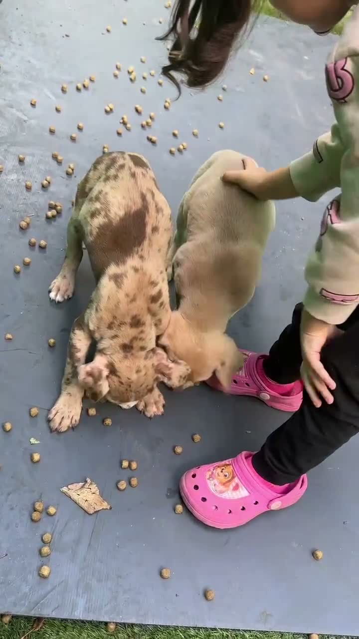 Mixed Breed dogs for sale: 3 adorable puppies looking for loving families!  - Video 1