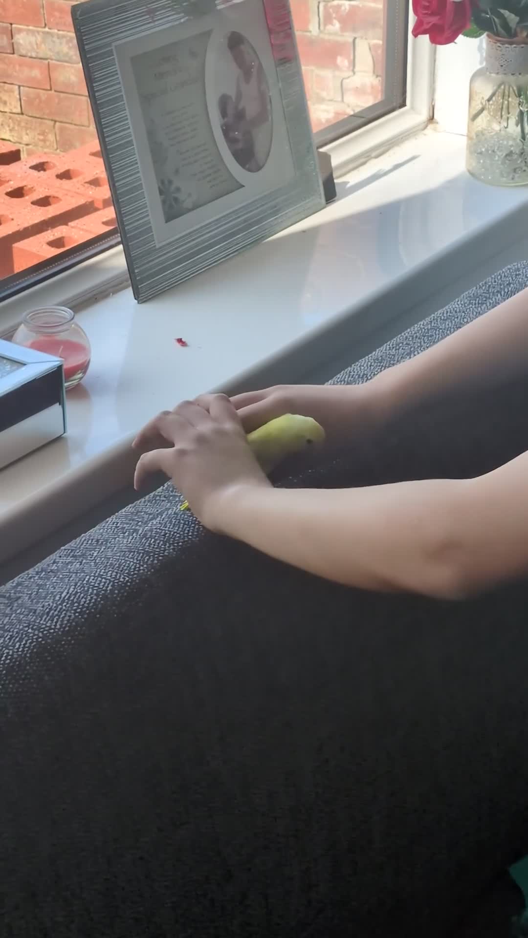 Parakeets birds for sale: Handtame parrotlet - Video 3