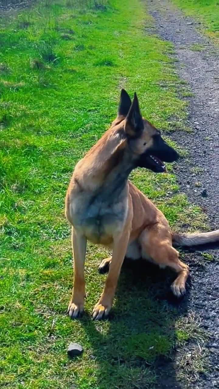 Belgian Shepherd Dog dogs for sale: Gorgeous Malinois Puppies ‼️ - Video 1
