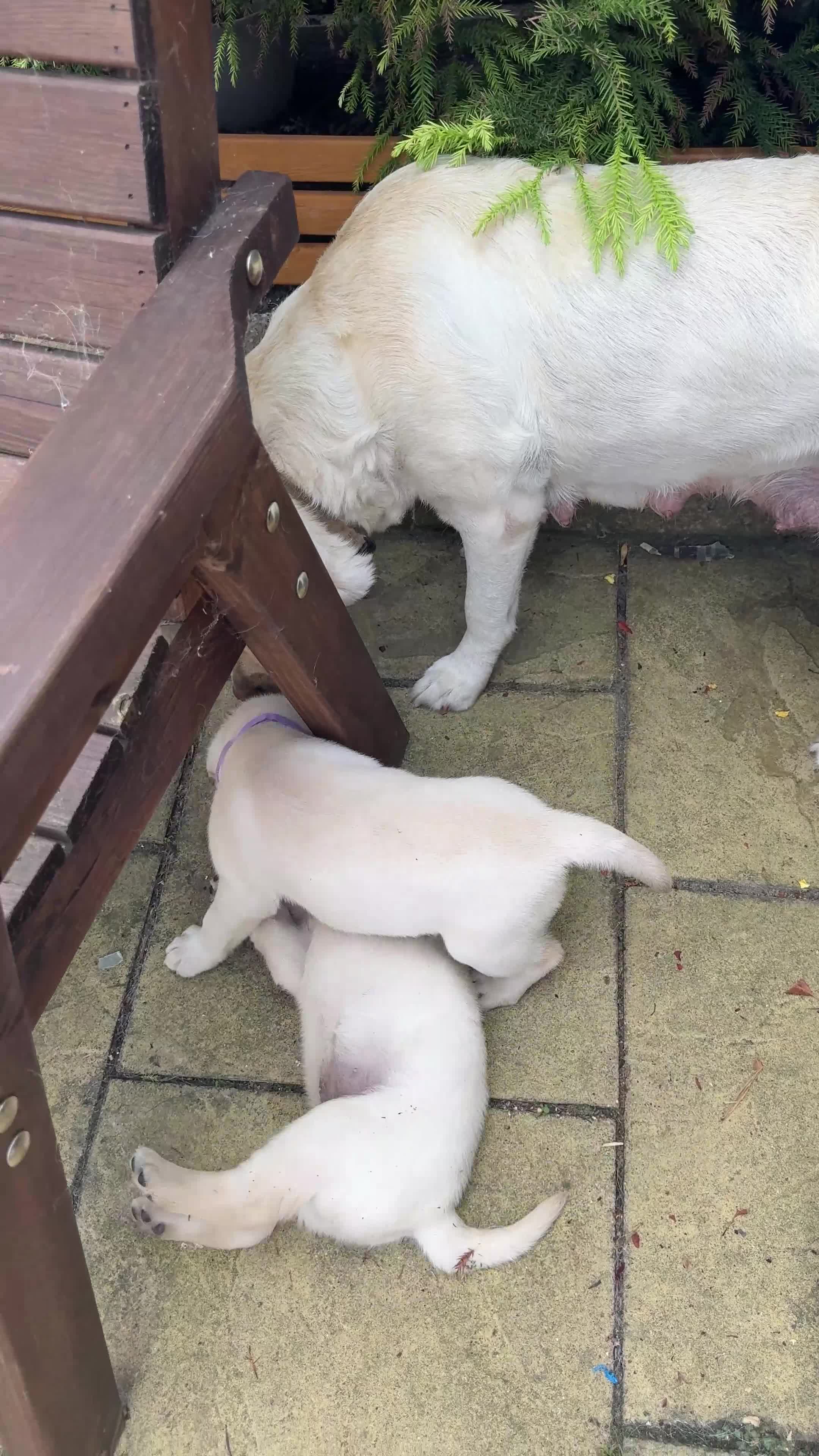 Labrador Retriever dogs for sale: Beautiful litter of Pedigree Yellow Labrador   - Video 2
