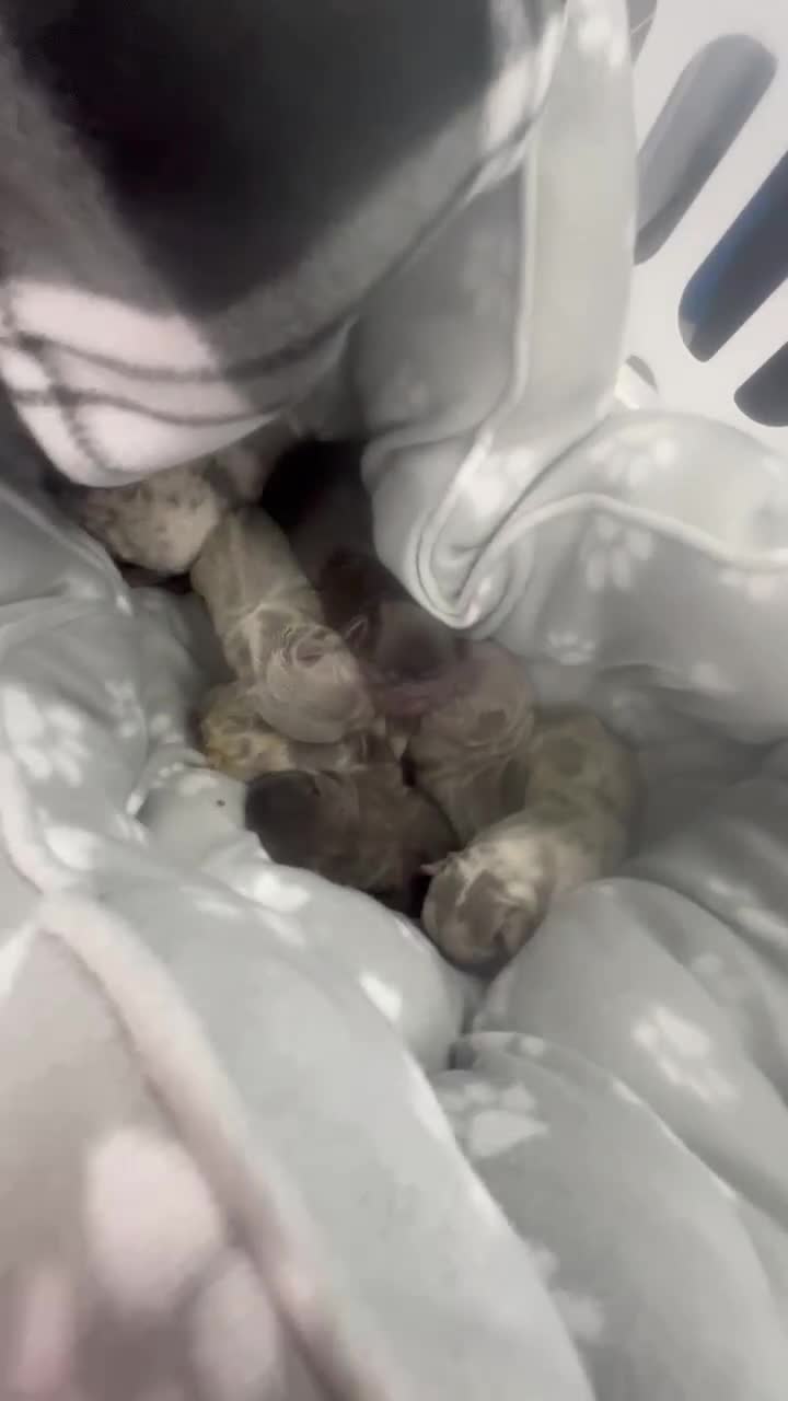 French Bulldog dogs for stud: Lilac and Tan French Bulldog Stud  - Video 1