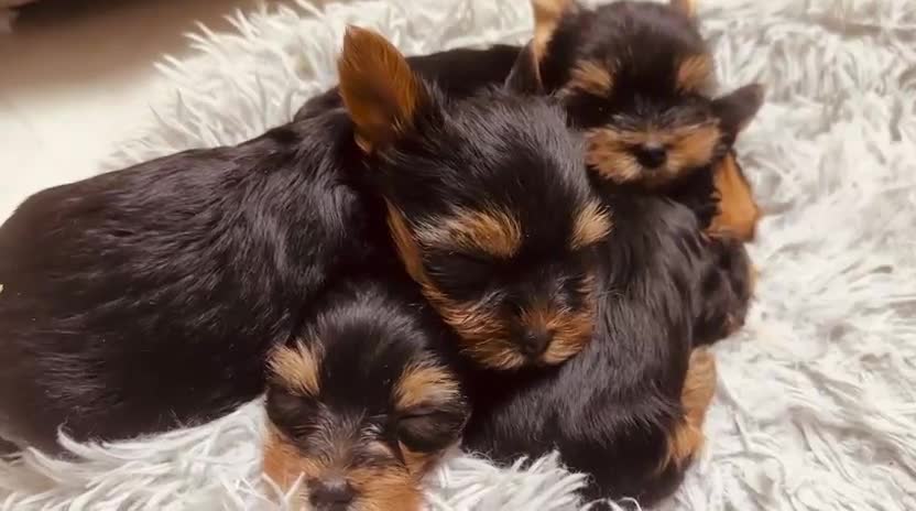 Yorkshire Terrier dogs for sale: Mini Yorkshire Terrier Puppies  - Video 2
