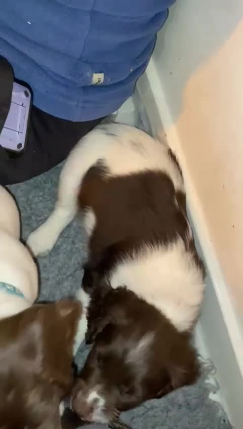 English Springer Spaniel dogs for sale: English Springer Spaniel Pups - Video 2