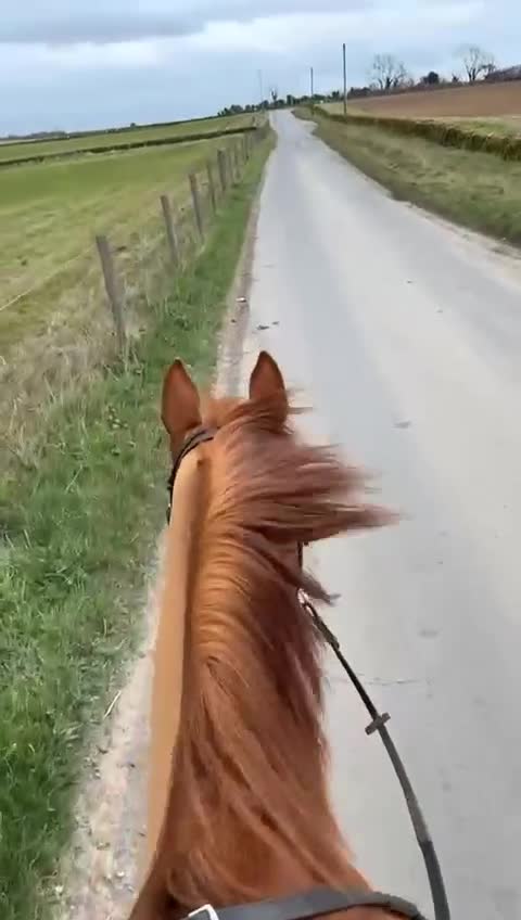 Irish Thoroughbred horses for sale: Beautiful chestnut mare for sale  - Video 4