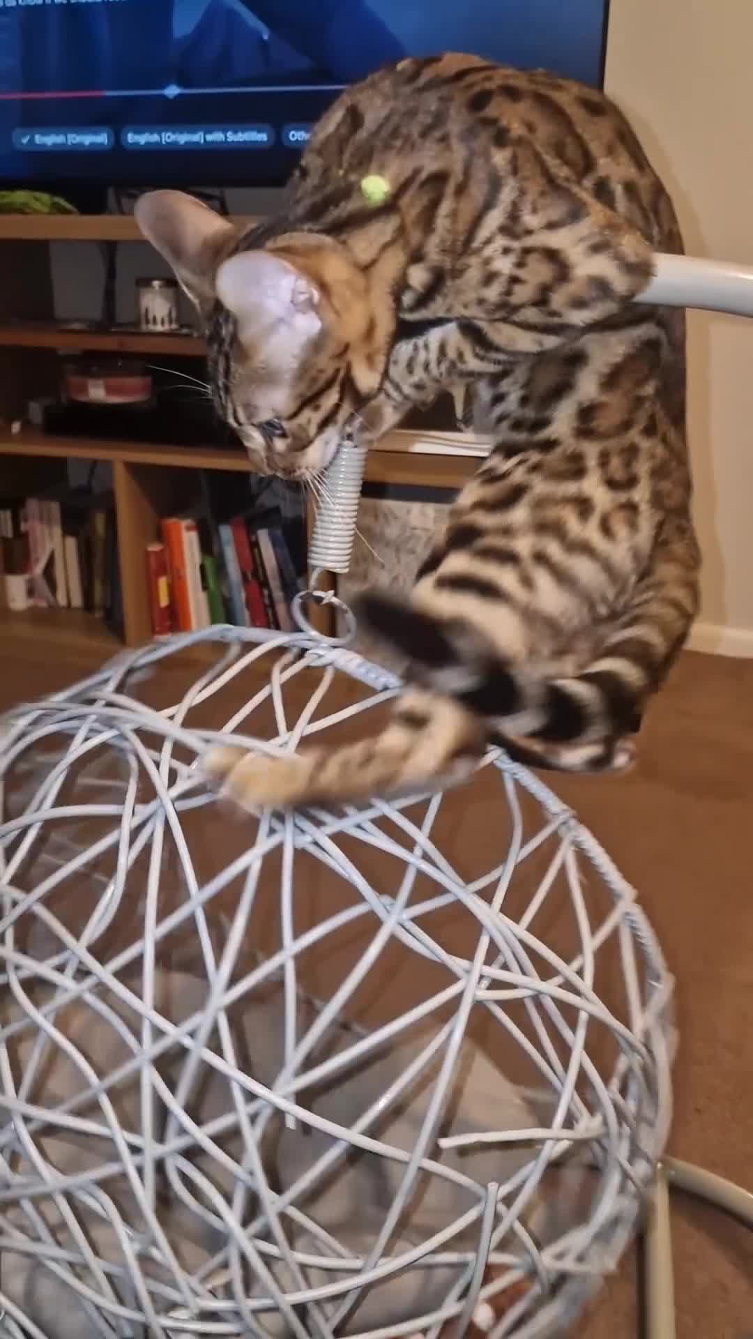 Bengal cats for sale:  🌟 Stunning Bengal Kittens  🌟 🥰🥰 - Video 2