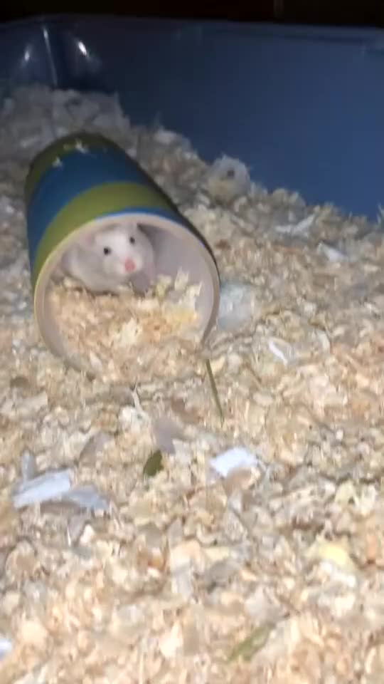 Hamster rodents for sale: 10 Month old Roborovski Dwarf Hamster  - Video 1