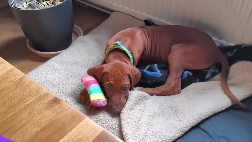 Rhodesian Ridgeback dogs for sale: Beautiful Rhodesian Ridgeback puppies-Family pet - Video 1