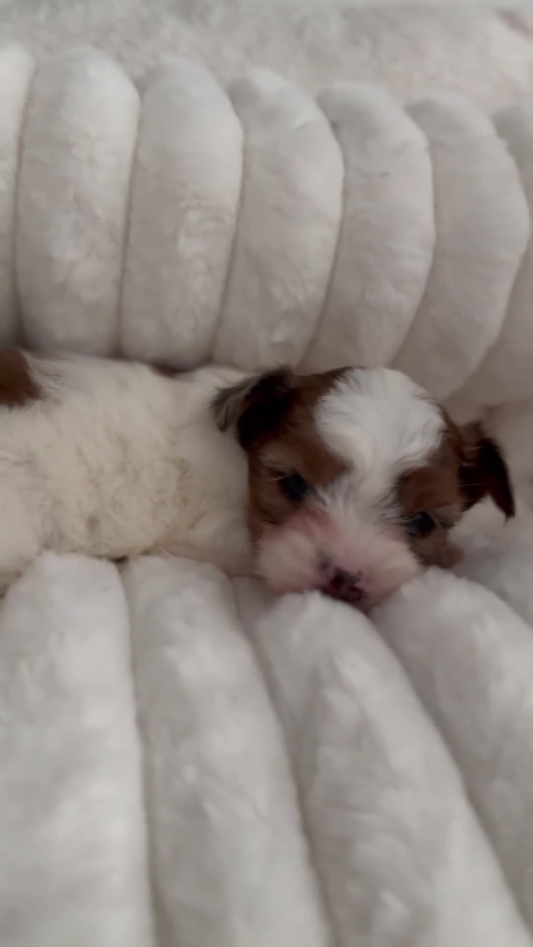 Yorkshire Terrier dogs for sale: Ready to leave, Rare Tiny Girl🧿 - Video 2