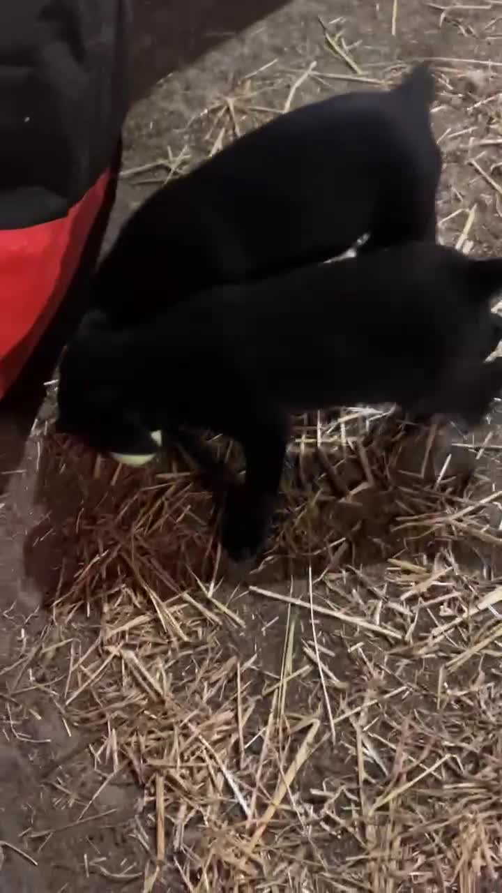 Mixed Breed dogs for sale: Labrador cross collie - Video 1