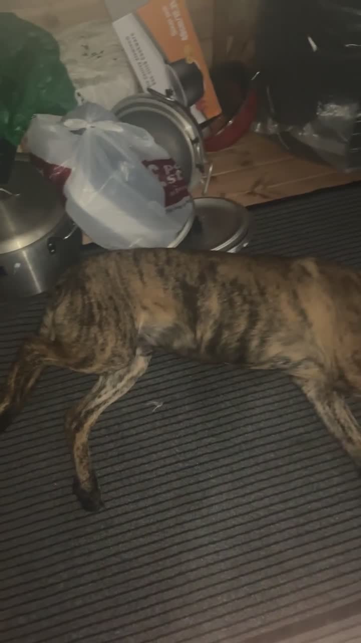 Mixed Breed dogs for sale: Presa canario x german shephard & german shephard - Video 3