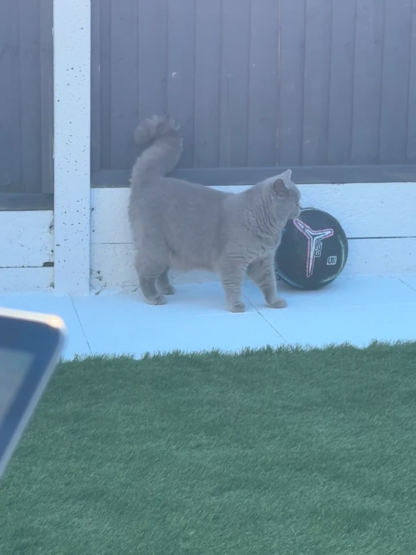 British Shorthair cats for stud: Bexivia BSH HUGO Lilac British Shorthair STUD ONLY in Luton - Video 1