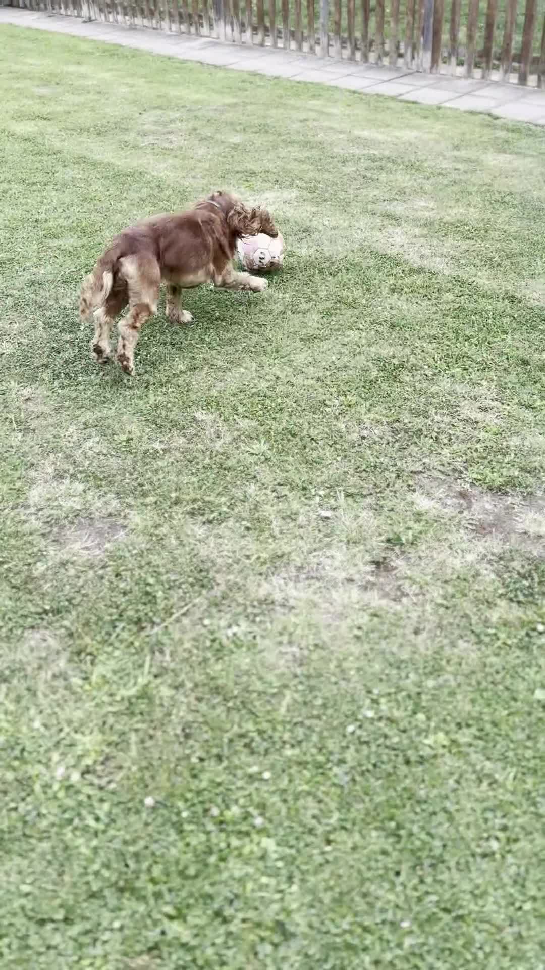 Cocker Spaniel dogs for sale: Active Show Cocker Spaniel Seeking Loving Home - Video 2