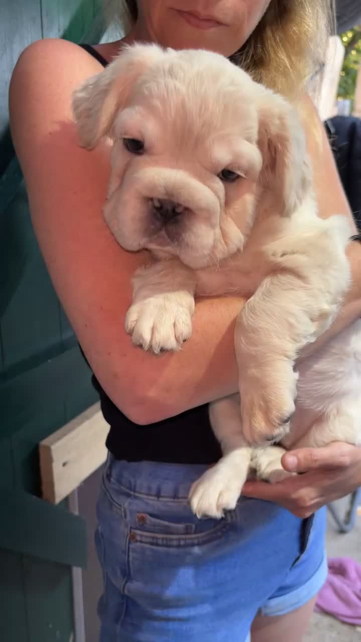 French Bulldog dogs for sale: Quality 5star🌟full visual fluffy French bulldogs  - Video 4