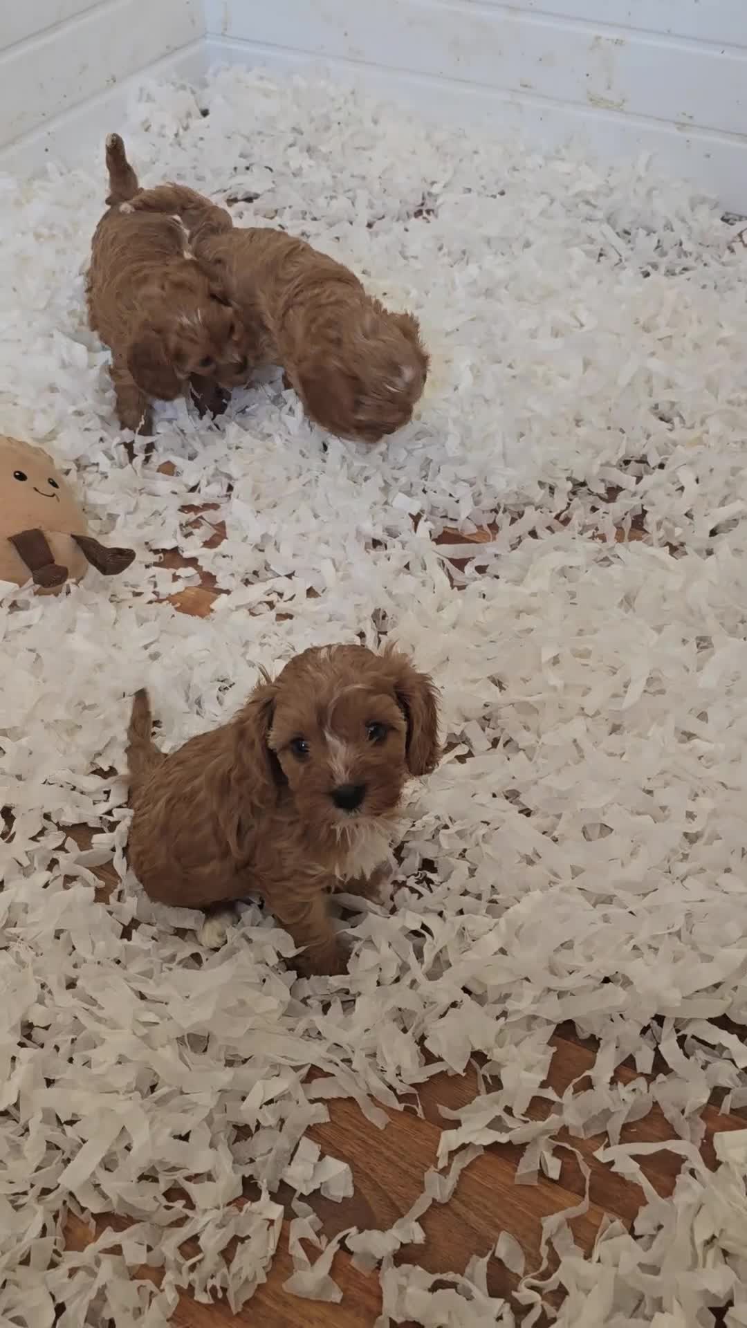 Cavapoo dogs for sale: Fox Red f1 cavapoo puppies  - Video 1