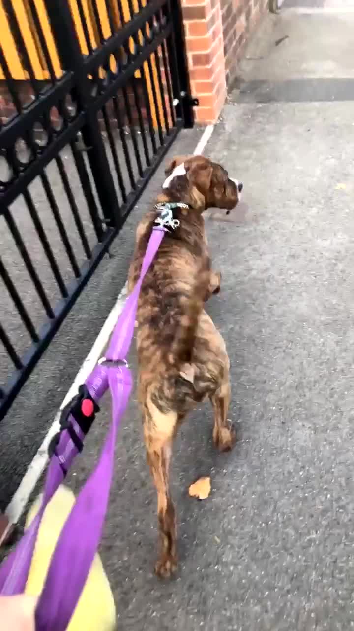 Cane Corso dogs for stud: CANE CORSO STUD (Milo) - Video 1