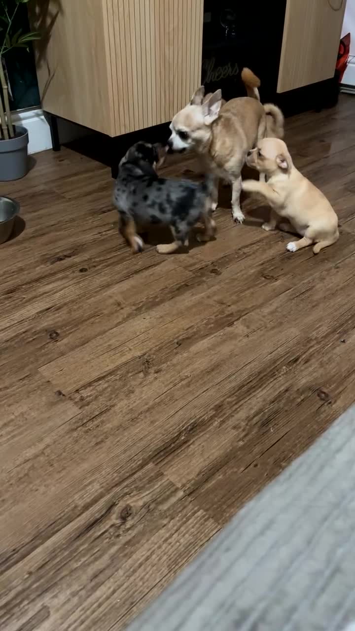 Mixed Breed dogs for sale: Chugs in Blackpool - Video 4