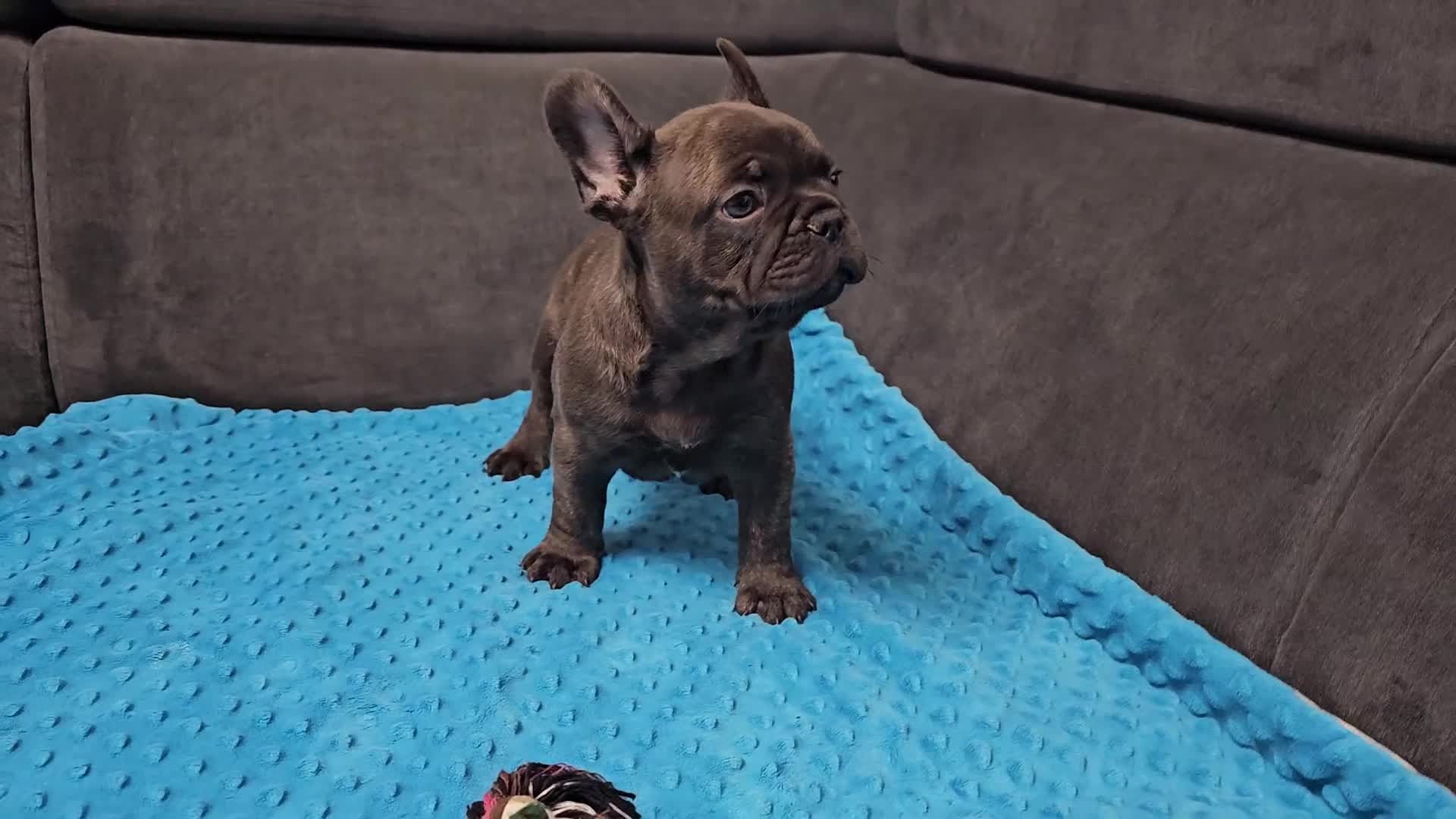 French Bulldog dogs for sale: French bulldog puppies  - Video 4